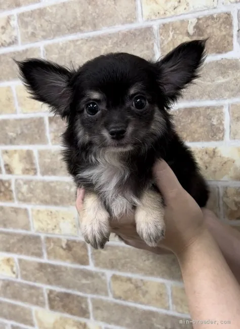 きよ 様のお迎えした子犬