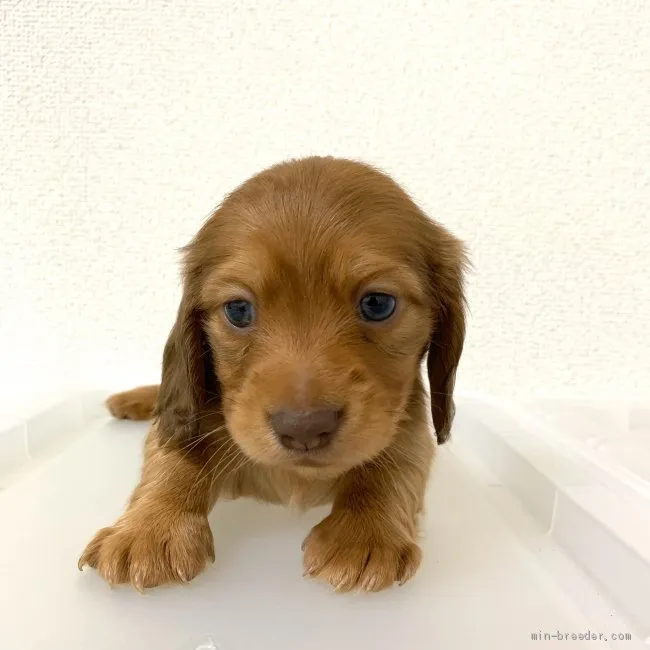 そのちゃん 様のお迎えした子犬