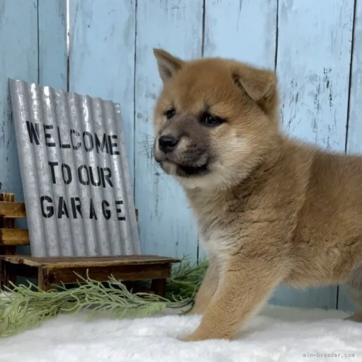 ID:2301-05694の子犬