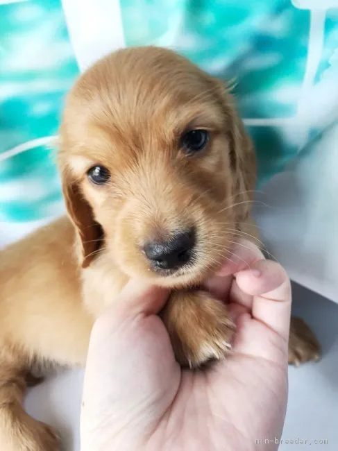 神奈川県   Jack mama 様のお迎えした子犬