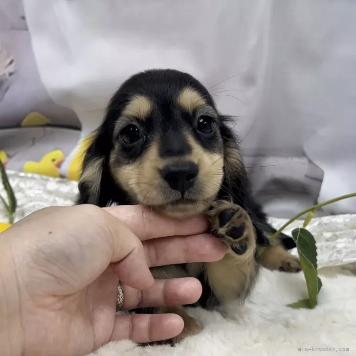 ID:2404-05572の子犬