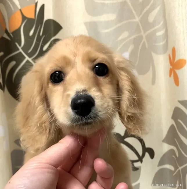 ひなりくあやたけ 様のお迎えした子犬