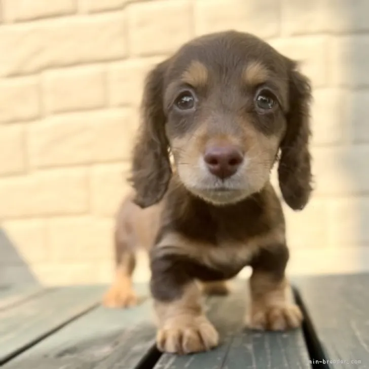 さとちゃん 様のお迎えした子犬