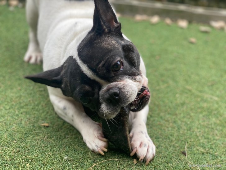 山田　芳実(やまだ　よしみ)ブリーダー(福井県・フレンチブルドッグ・JKC登録)の紹介写真6