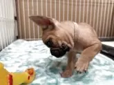 フレンチブルドッグ【福井県・女の子・2025年8月28日・フォーン】の写真8