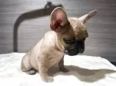 フレンチブルドッグ【福井県・女の子・2025年8月28日・フォーン】の写真5