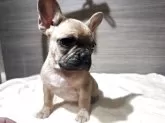 フレンチブルドッグ【福井県・女の子・2025年8月28日・フォーン】の写真3