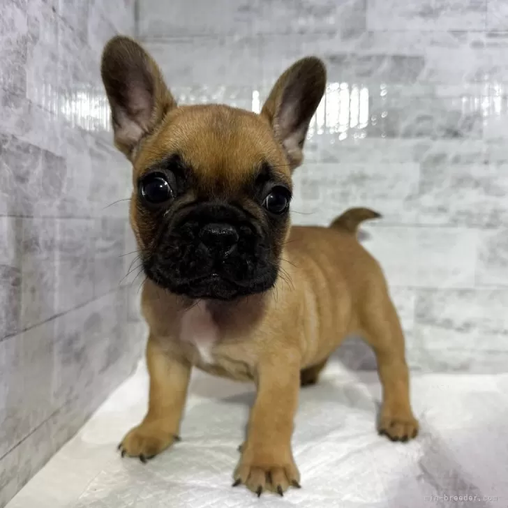 フレンチブルドッグ【福井県・男の子・2025年8月27日・濃いレッドフォーン】の写真1