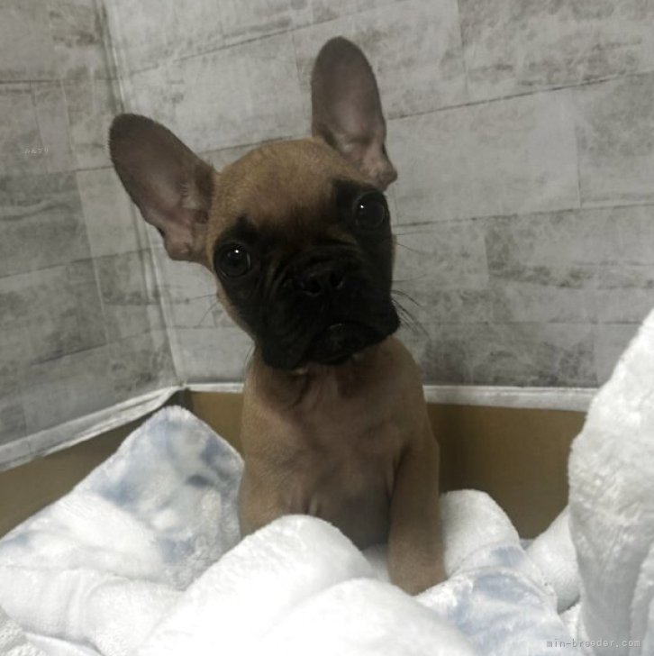 ブリーダー画像