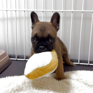 フレンチブルドッグ【福井県・男の子・2025年8月27日・濃いレッドフォーン】の写真「優良血統！ムチムチショートボディ！イケメン君」