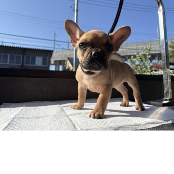 フレンチブルドッグ【福井県・女の子・2025年8月28日・フォーン】の写真「ショートボディの可愛女の子❣　フードプレゼント🍚」