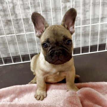 フレンチブルドッグ【福井県・男の子・2025年6月11日・フォーン】の写真「優良血統！骨量抜群ムッチムチ男子」