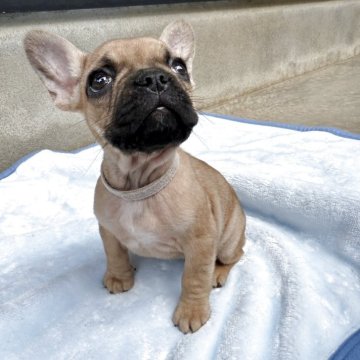 フレンチブルドッグ【福井県・女の子・2025年8月28日・フォーン】の写真「ショートボディの可愛女の子❣　フードプレゼント🍚」