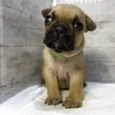 フレンチブルドッグ