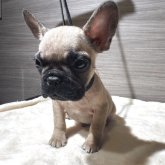 フレンチブルドッグ