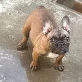 フレンチブルドッグ