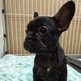 フレンチブルドッグ