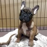 フレンチブルドッグ