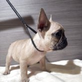 フレンチブルドッグ