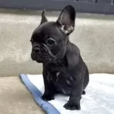 フレンチブルドッグ