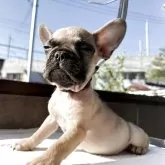 フレンチブルドッグ
