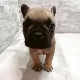 フレンチブルドッグ