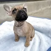 フレンチブルドッグ