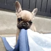 フレンチブルドッグ【福井県・女の子・2025年8月28日・フォーン】の写真11