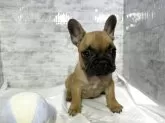 フレンチブルドッグ【福井県・男の子・2025年8月27日・濃いレッドフォーン】の写真3