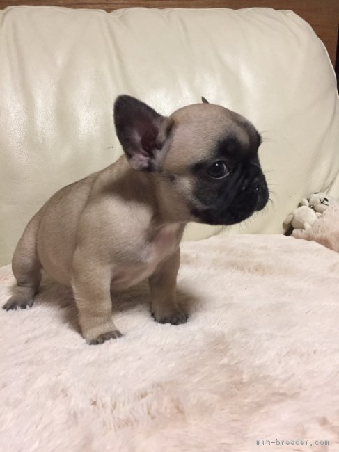ID:1701-00363の子犬