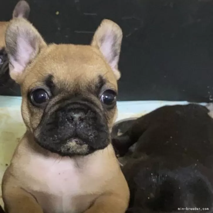 ID：2311-06652の子犬