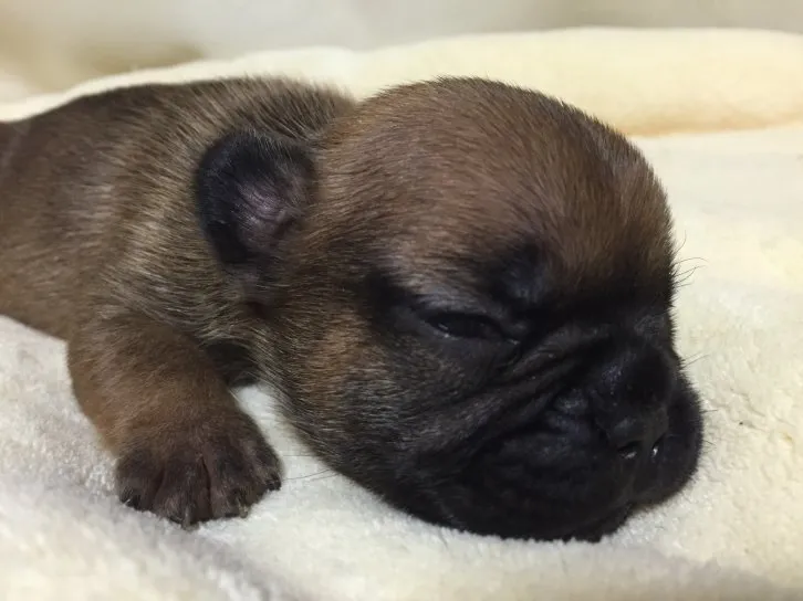 さわ 様のお迎えした子犬