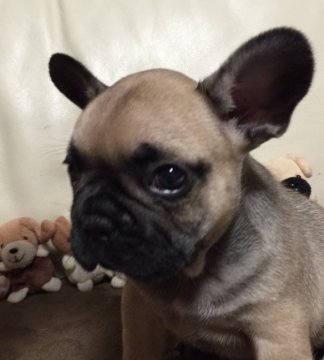 フレンチブルドッグ【福井県・男の子・2017年6月3日・フォーン(濃)】の写真「希少優良血統 ！チャンピオン直子」