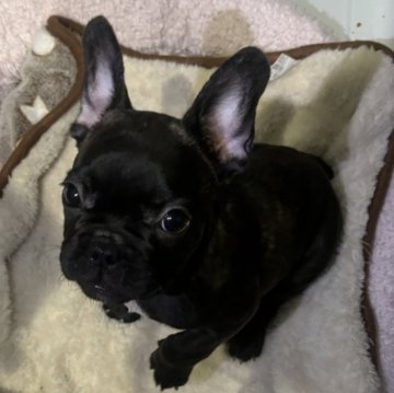 フレンチブルドッグ【福井県・女の子・2024年7月23日・ブリンドル】の写真「ショートボディ明るく賢い子です」