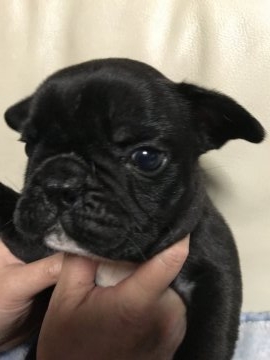 フレンチブルドッグ【福井県・男の子・2017年12月18日・ブリンドル】の写真「希少優良血統 ！」