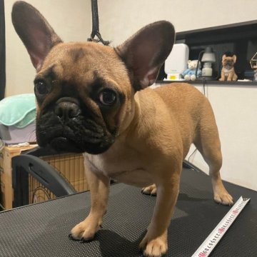 フレンチブルドッグ【福井県・女の子・2023年10月24日・フォーン】の写真「優良血統！頭の良い可愛い女の子♪」