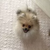 ポメラニアン【群馬県・男の子・2025年1月25日・オレンジ】の写真14