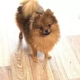 ポメラニアン【群馬県・男の子・2025年2月26日・オレンジセーブル】の写真15「すっかり成犬ボディ‼️立派です💕」