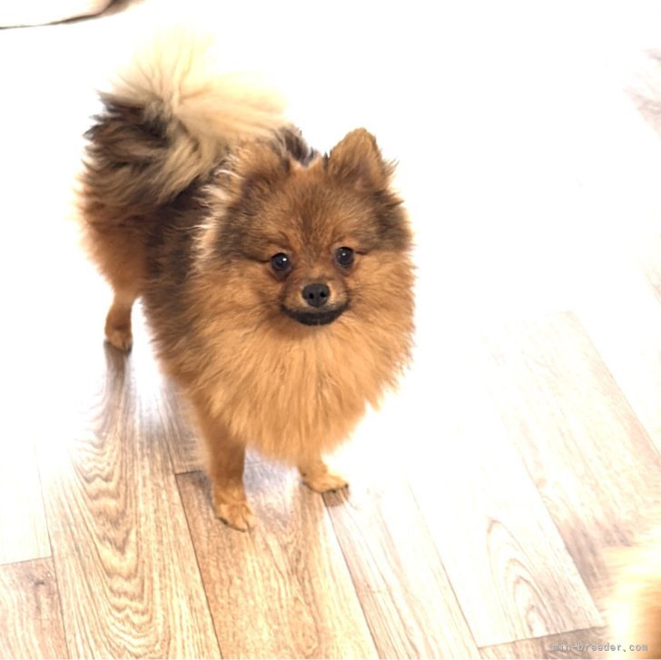 ブリーダー画像