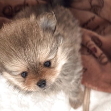 ポメラニアン【群馬県・女の子・2025年9月18日・オレンジ】の写真「心温まるふんわり癒し系💕」