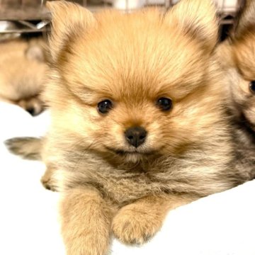 ポメラニアン【群馬県・女の子・2025年2月16日・オレンジ】の写真「姉妹みんな元気いっぱい🤣💝」