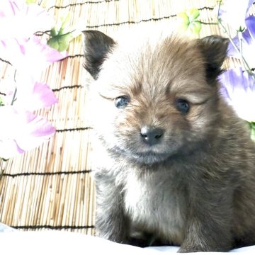 ポメラニアン【群馬県・女の子・2025年6月1日・オレンジ】の写真「可愛い女の子元気いっぱいおしゃまさん🩷」