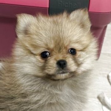 ポメラニアン【群馬県・女の子・2025年2月16日・オレンジ】の写真「姉妹みんな元気いっぱい🤣💝」