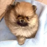 ポメラニアン