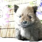 ポメラニアン