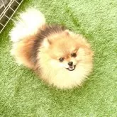 ポメラニアン