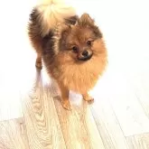 ポメラニアン【群馬県・男の子・2025年2月26日・オレンジセーブル】の写真2