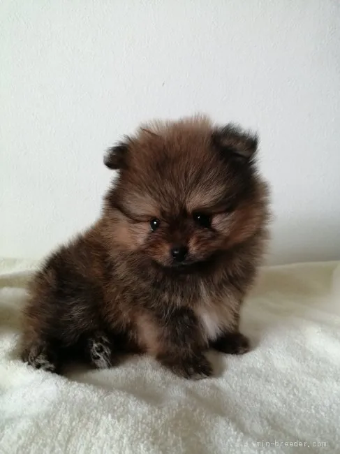 ID：2010-00228の子犬