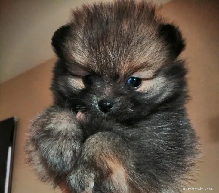 N1 様のお迎えした子犬