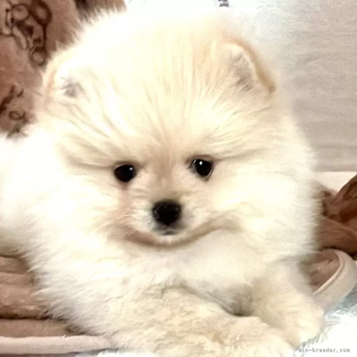 ID:2405-07398の子犬